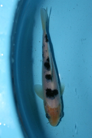20090315 010-300.jpg